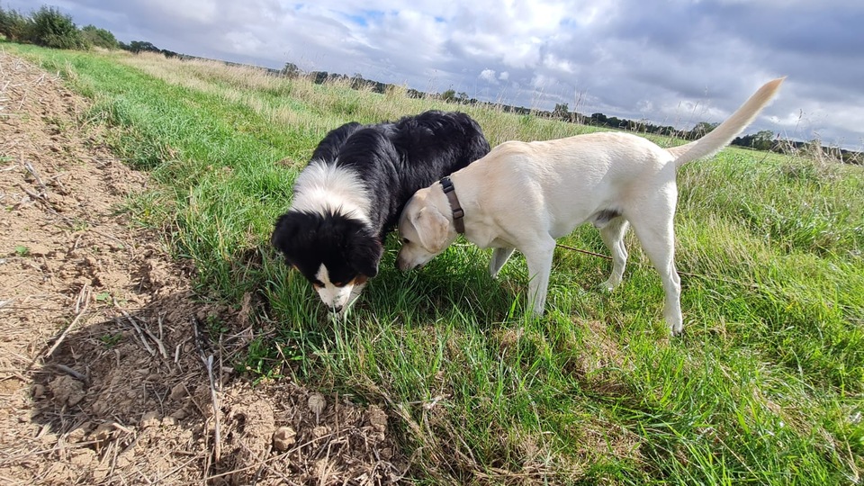 deux chiens reniflent l'herbe